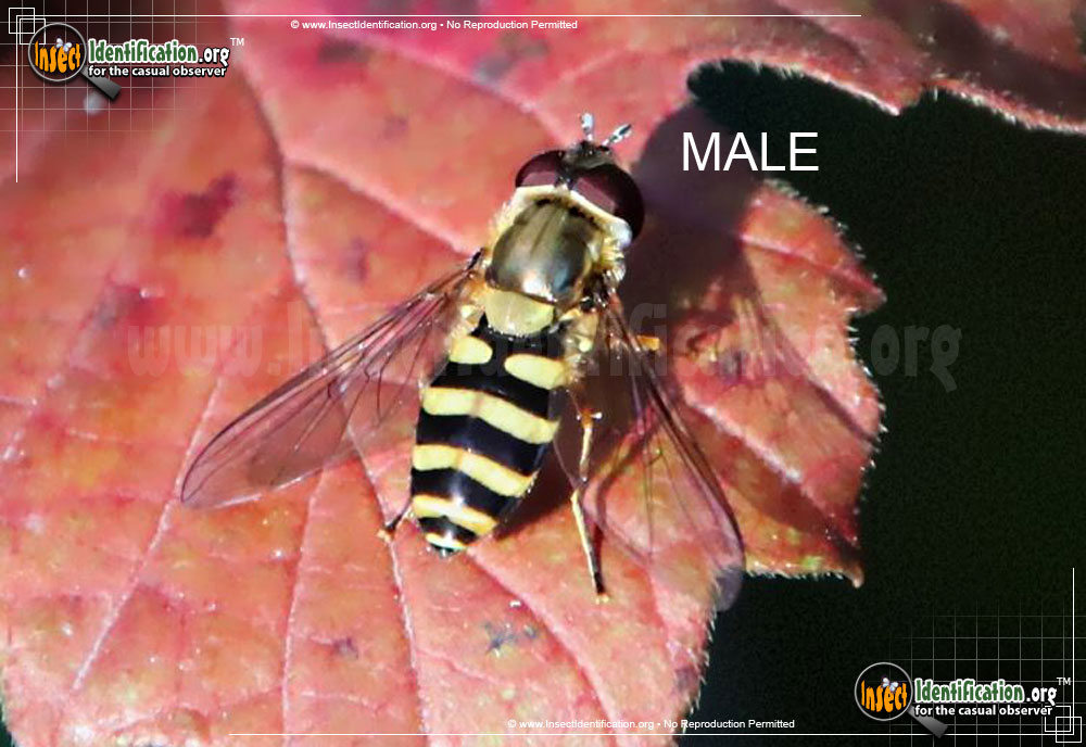 Full-sized image of the Hover-Fly-Epistrophe-grossulariae
