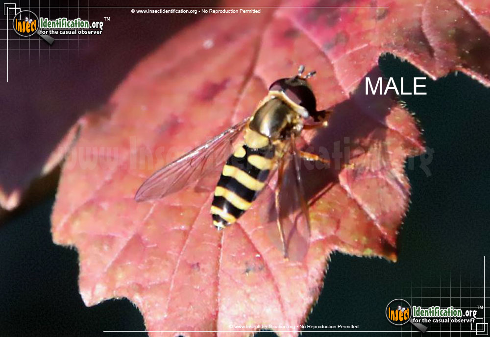 Full-sized image #2 of the Hover-Fly-Epistrophe-grossulariae