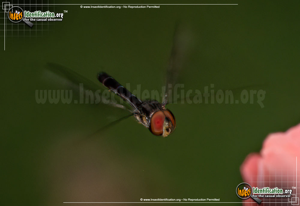 Full-sized image #3 of the Hover-Fly-Ocyptamus-fuscipennis