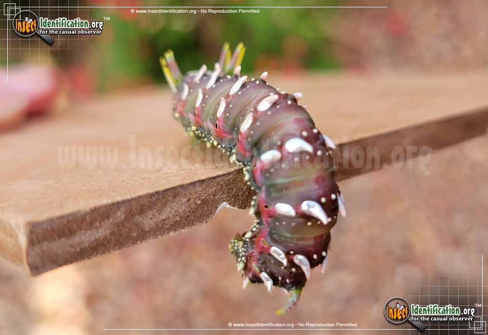 Full-sized image #2 of the Hubbards-small-silkmoth