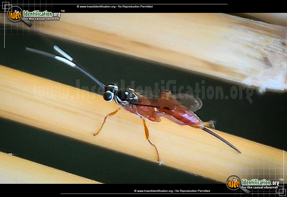 Full-sized image #4 of the Ichneumon-Wasp-various