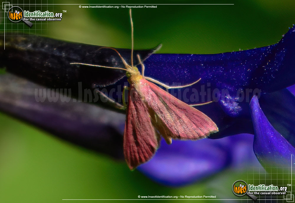 Full-sized image of the Inornate-Pyrausta-Moth