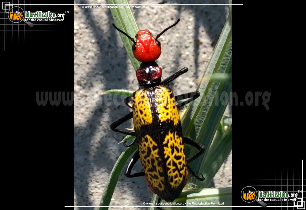 Full-sized image #2 of the Iron-Cross-Blister-Beetle