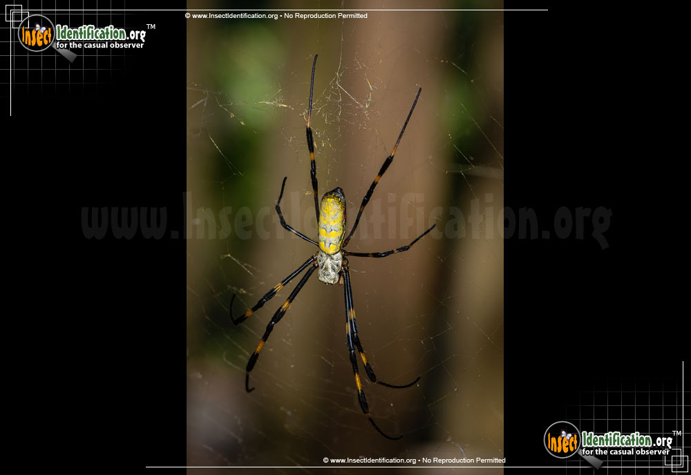 Full-sized image #10 of the Joro-Spider