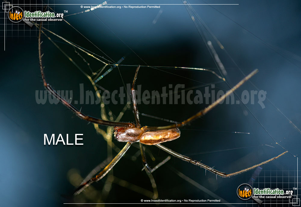Full-sized image #3 of the Joro-Spider