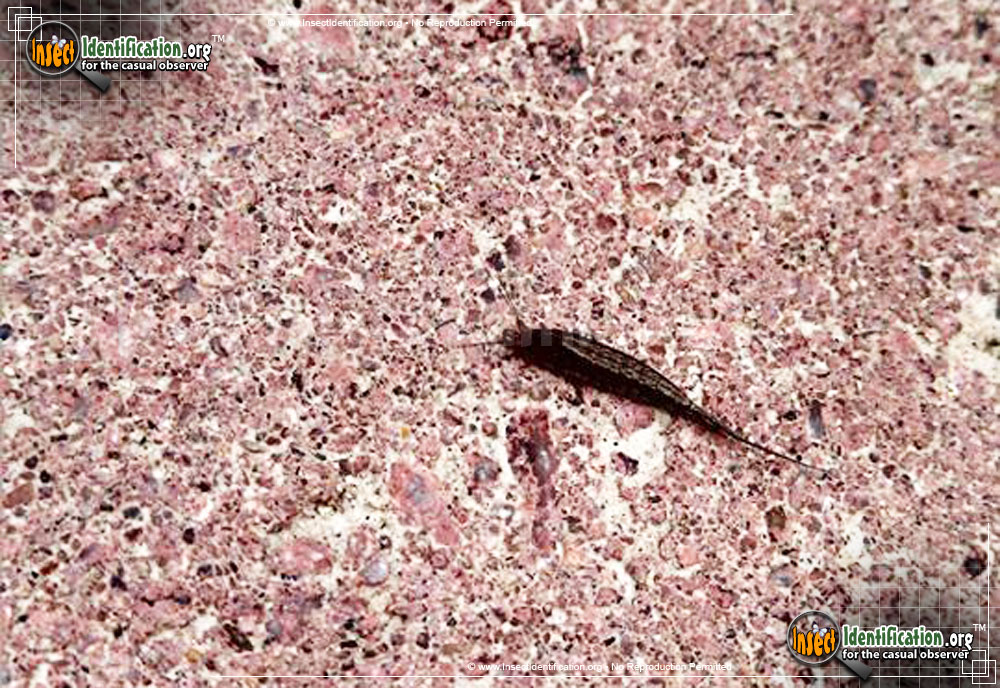 Full-sized image #2 of the Jumping-Bristletail