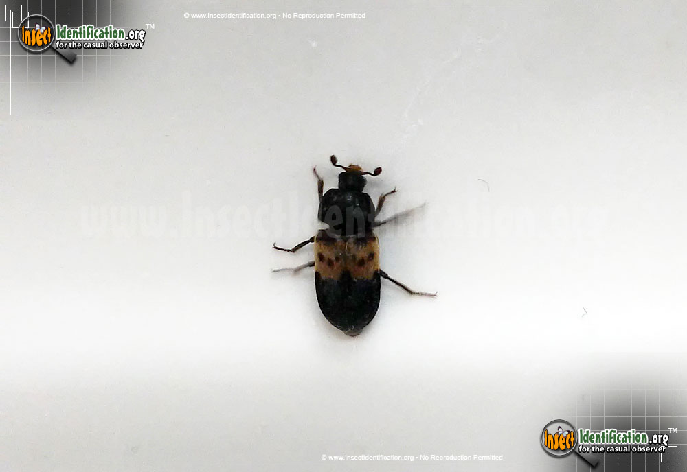 Full-sized image of the Larder-Beetle