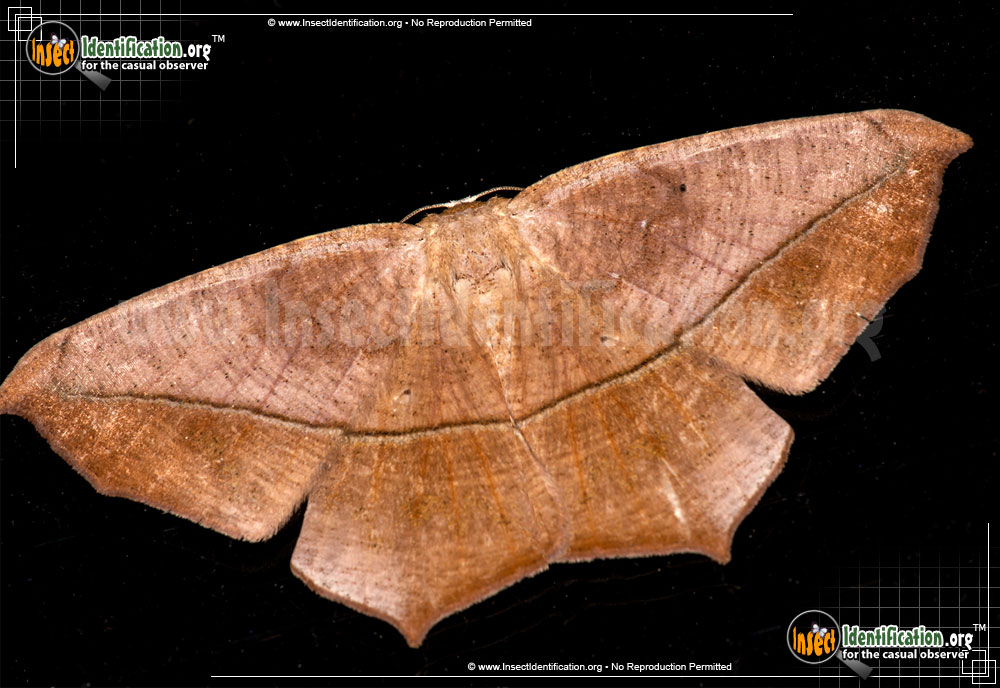 Full-sized image of the Large-Maple-Spanworm-Moth