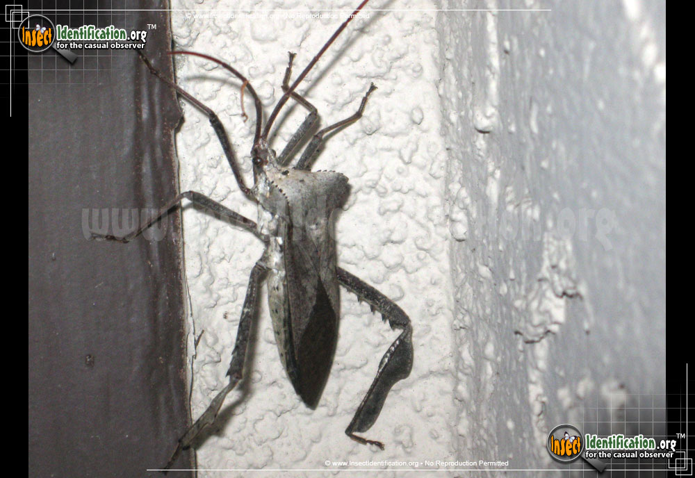 Full-sized image of the Leaf-Footed-Bug