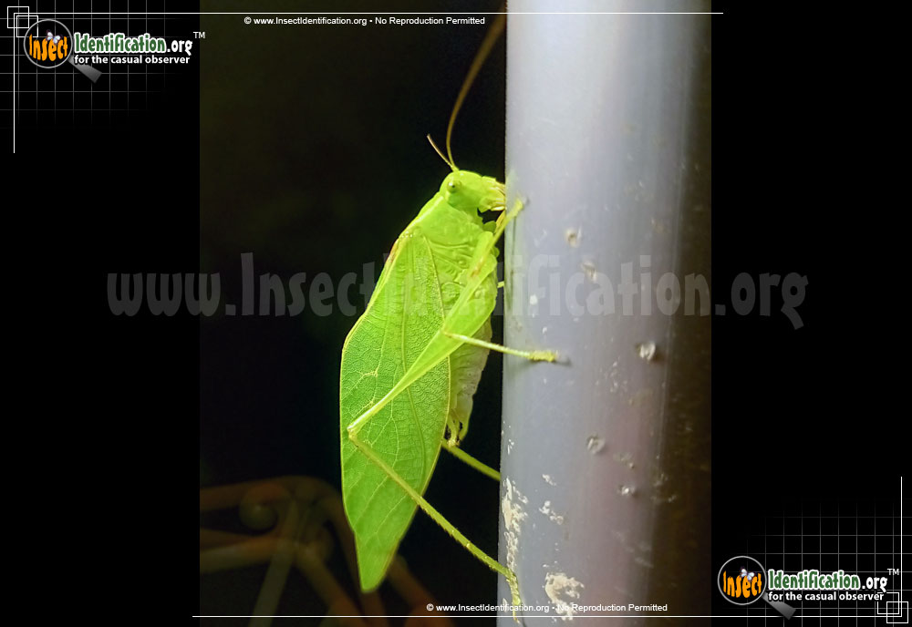 Full-sized image #2 of the Lesser-Angle-Wing-Katydid