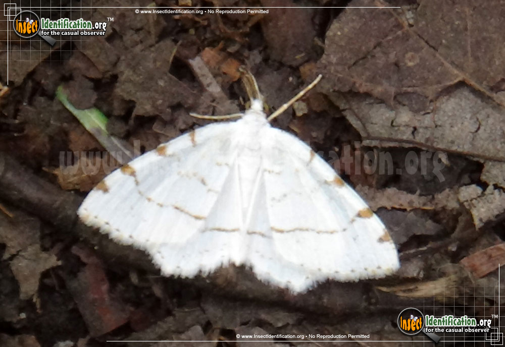 Full-sized image #3 of the Lesser-Maple-Spanworm-Moth