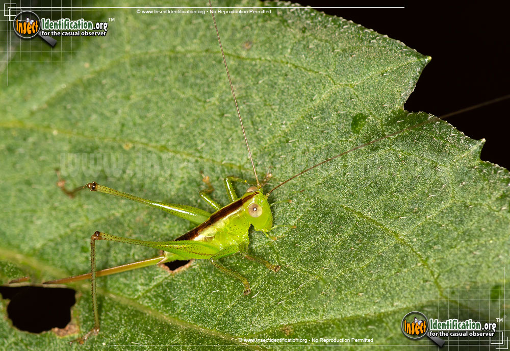 Full-sized image #5 of the Lesser-Meadow-Katydid