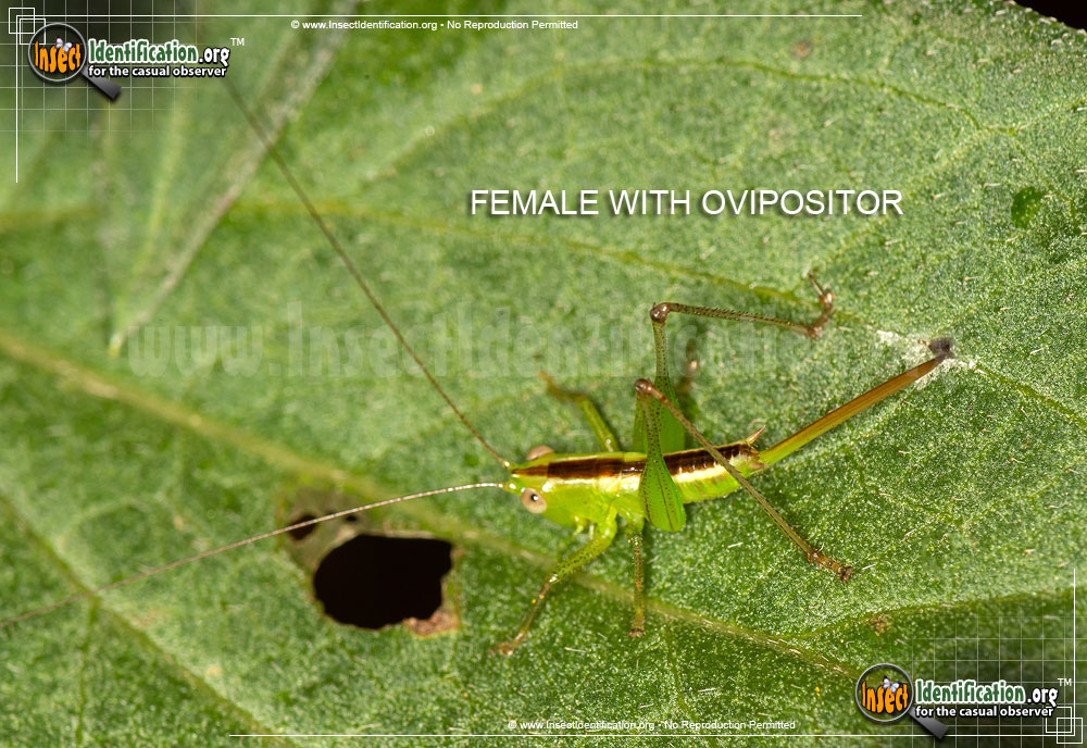 Full-sized image #4 of the Lesser-Meadow-Katydid