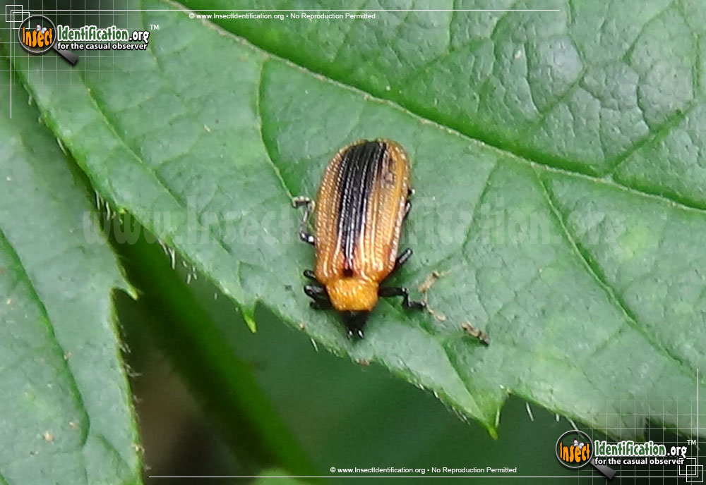 Full-sized image of the Locust-Leaf-Miner-Beetle