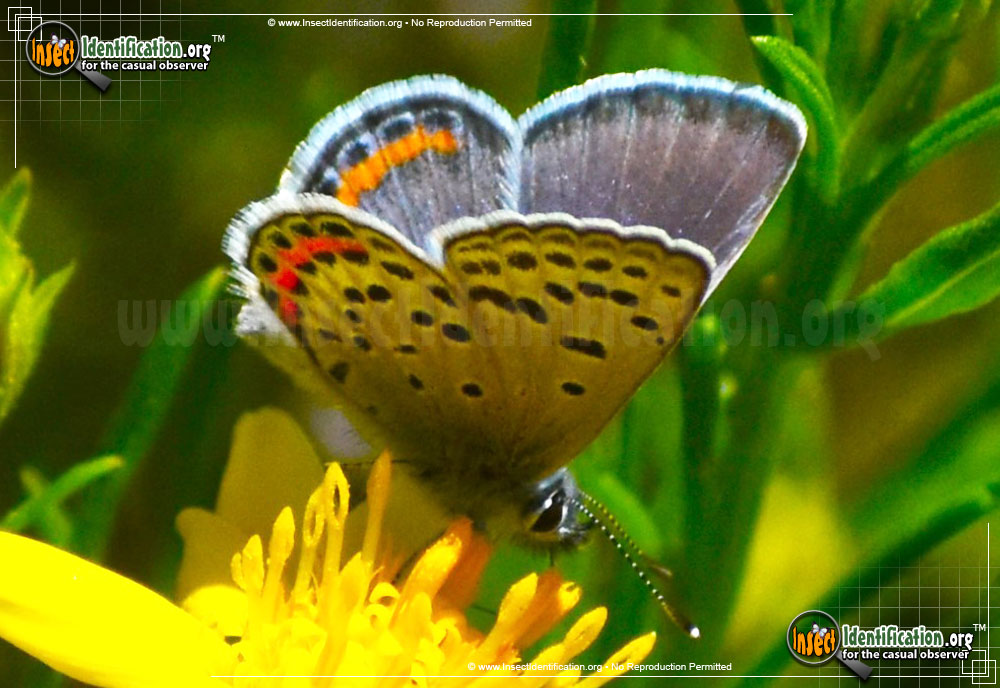 Full-sized image of the Lupine-Blue-Butterfly
