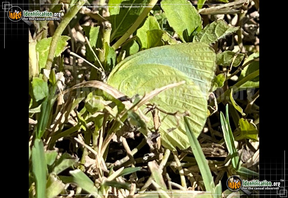 Full-sized image #3 of the Lyside-Sulphur-Butterfly