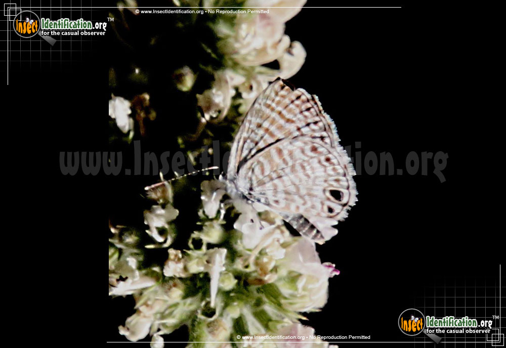 Full-sized image #6 of the Marine-Blue-Butterfly