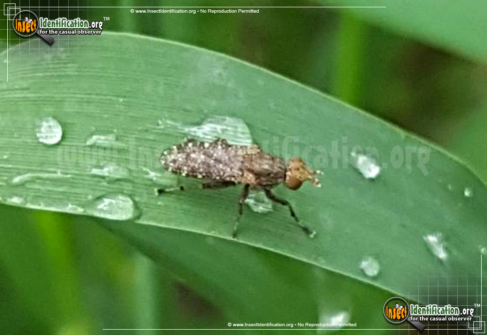 Full-sized image #2 of the Marsh-Fly