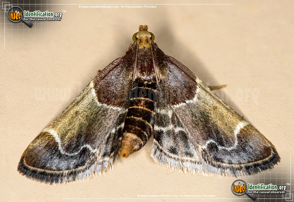 Full-sized image of the Meal-Moth