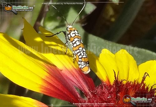 Thumbnail image #8 of the Ailanthus-Webworm-Moth