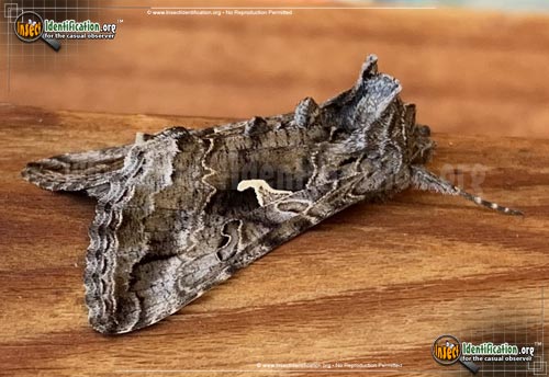 Thumbnail image of the Alfalfa-Looper-Moth