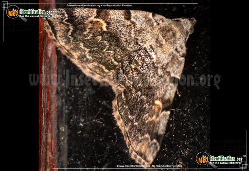 Thumbnail image #2 of the American-Idia-Moth