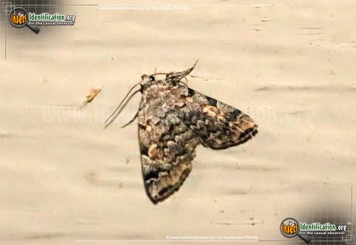 Thumbnail image #4 of the American-Idia-Moth