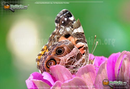 Thumbnail image #8 of the American-Lady-Butterfly