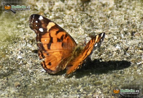 Thumbnail image #9 of the American-Lady-Butterfly