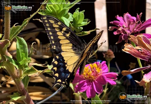 Thumbnail image #9 of the Anise-Swallowtail-Butterfly