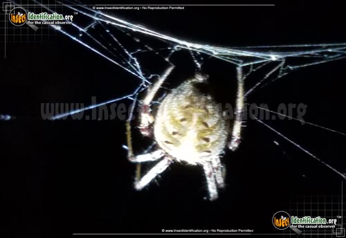 Thumbnail image #3 of the Arabesque-Orbweaver-Spider