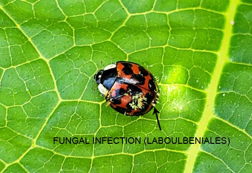 Thumbnail image #13 of the Asian-Multicolored-Lady-Beetle