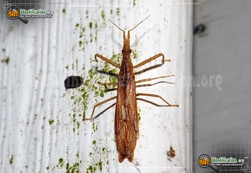 Thumbnail image of the Assassin-Bug-Pnirontis-Modesta