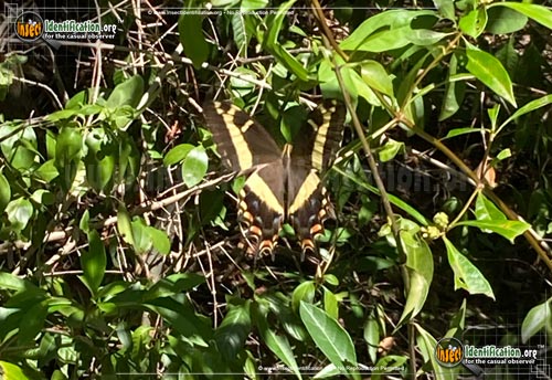 Thumbnail image of the Bahamian-Swallowtail-Butterfly