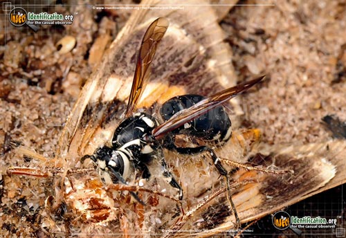 Thumbnail image #11 of the Bald-Faced-Hornet