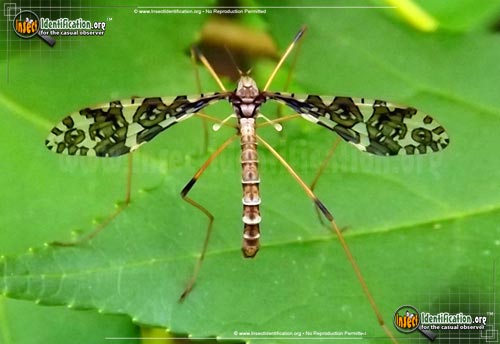 Thumbnail image of the Band-Winged-Cranefly