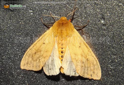Thumbnail image #3 of the Banded-Woolly-Bear-Caterpillar-Moth