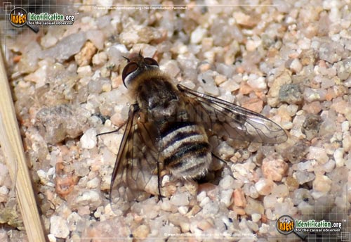 Thumbnail image of the Bee-Fly-Villa