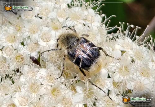 Thumbnail image #4 of the Bee-Like-Flower-Scarab-Beetle