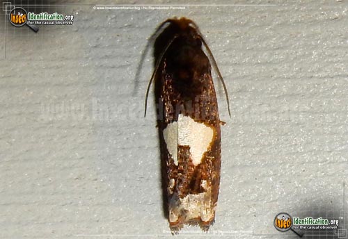Thumbnail image of the Bidens-Borer-Moth