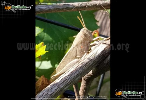Thumbnail image of the Bird-Grasshopper