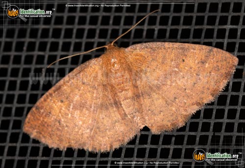Thumbnail image of the Black-Dotted-Ruddy-Moth