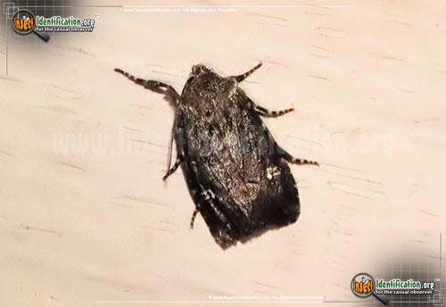 Thumbnail image #3 of the Bristly-Cutworm-Moth