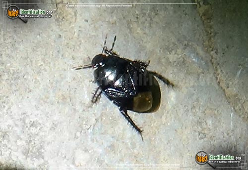 Thumbnail image of the Burrowing-Bug