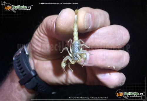 Thumbnail image of the California-Common-Scorpion
