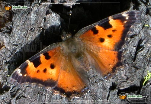 Thumbnail image of the California-Tortoiseshell-Butterfly