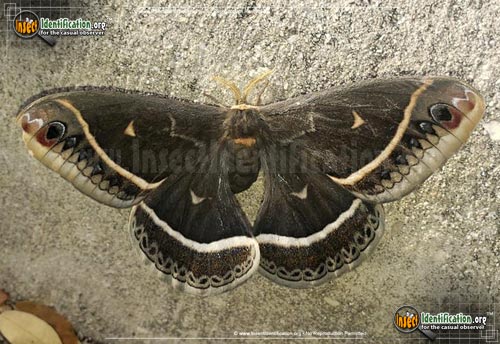 Thumbnail image of the Calleta-Silk-Moth