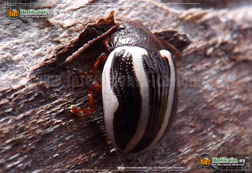Thumbnail image of the Calligrapha-Beetle-bidenticola