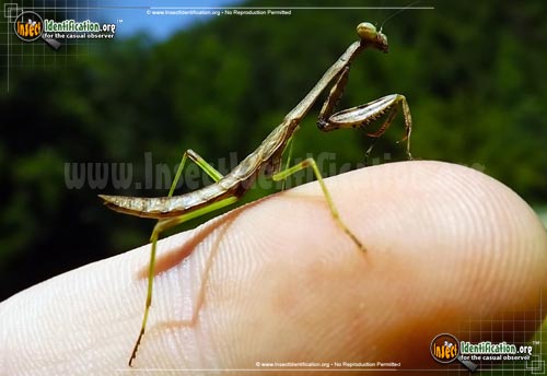 Thumbnail image #8 of the Carolina-Mantis
