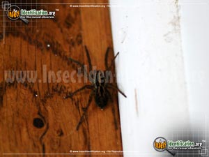 Thumbnail image #3 of the Carolina-Wolf-Spider